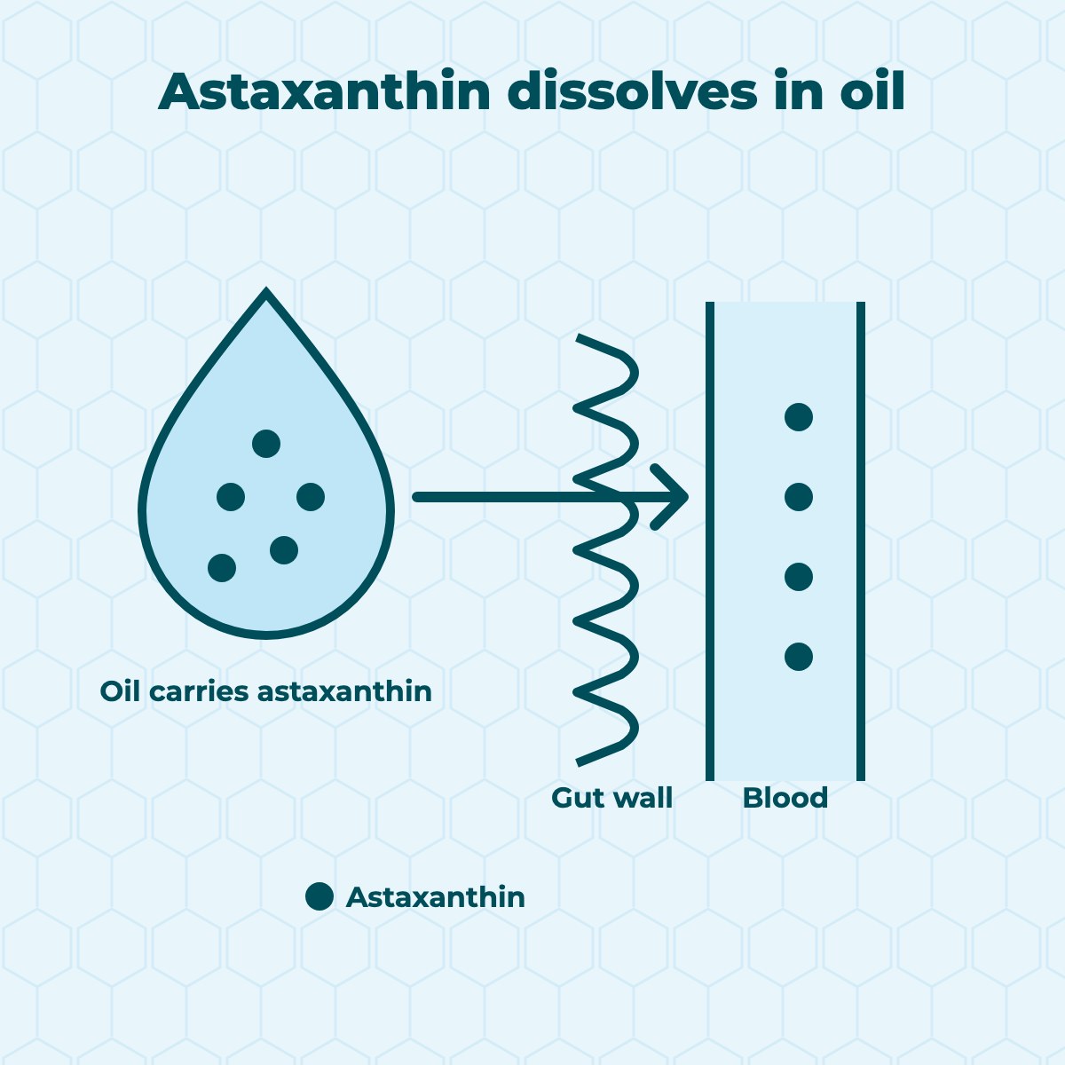 Diagram showing oil droplets carrying astaxanthin across the intestinal wall into the bloodstream.