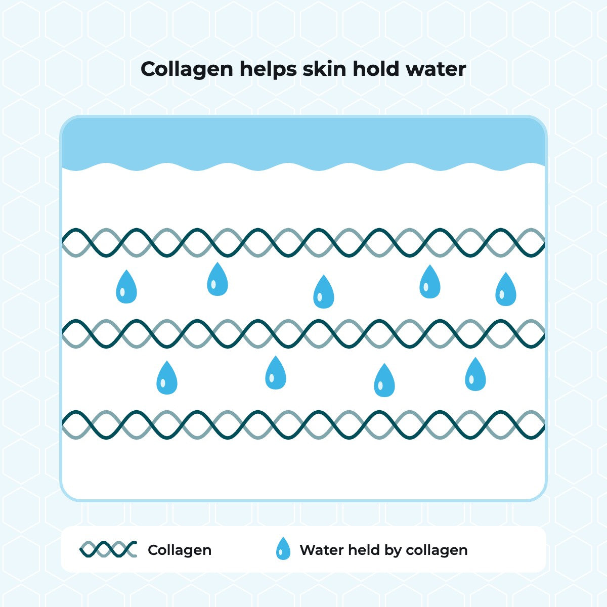 Skin cross-section with water droplets held between strands of collagen