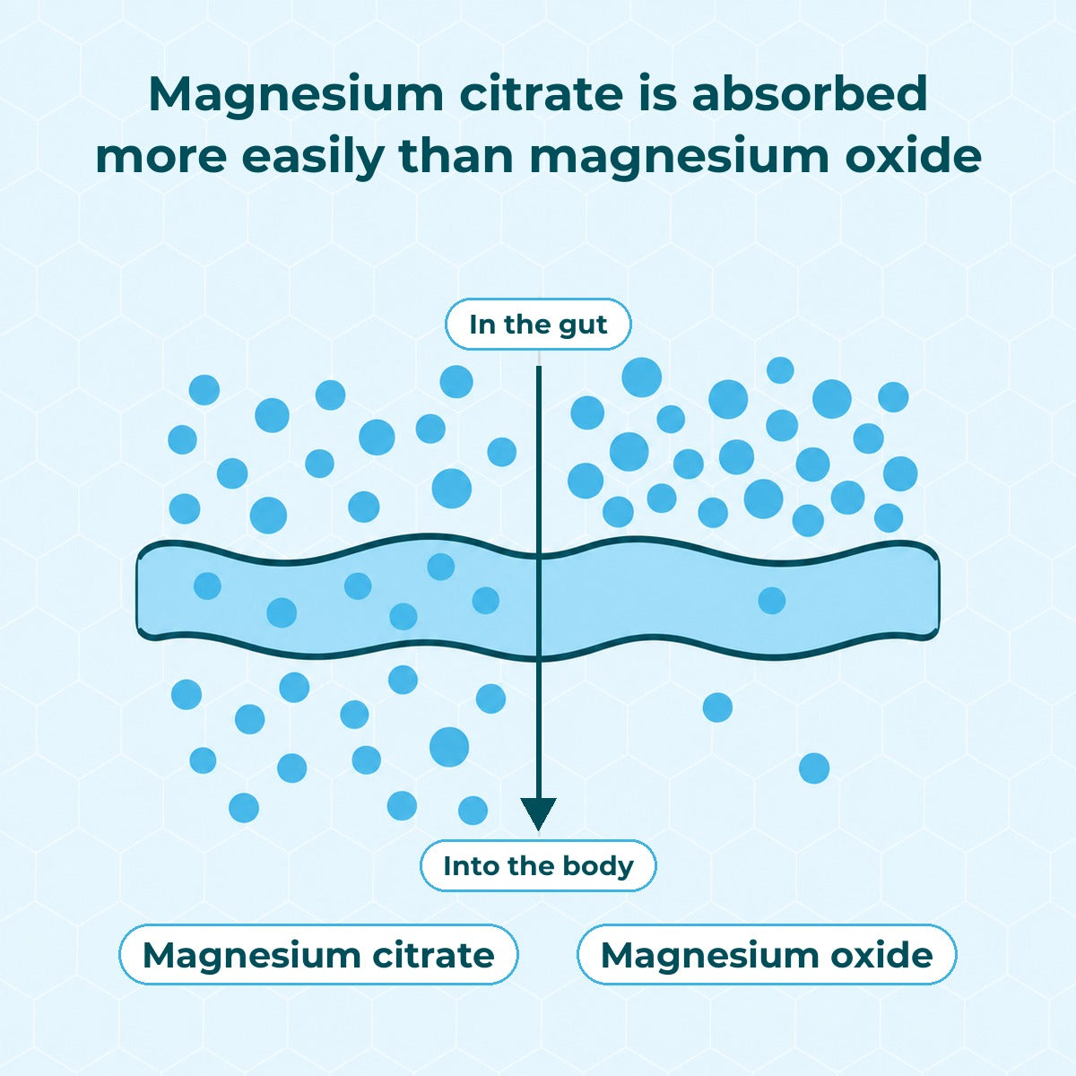 Magnesium citrate is absorbed more easily than magnesium oxide: a gut wall with an arrow pointing from the gut into the body; on the left many magnesium citrate particles pass through, on the right only a few magnesium oxide particles do