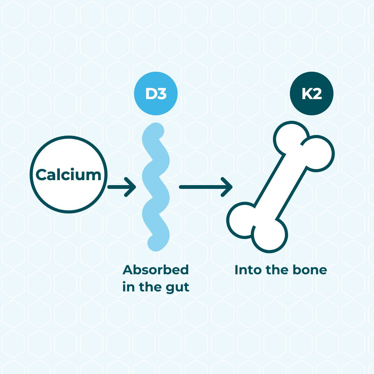 Illustration: calcium is absorbed in the gut with help from vitamin D3, then moves into the bones with help from vitamin K2