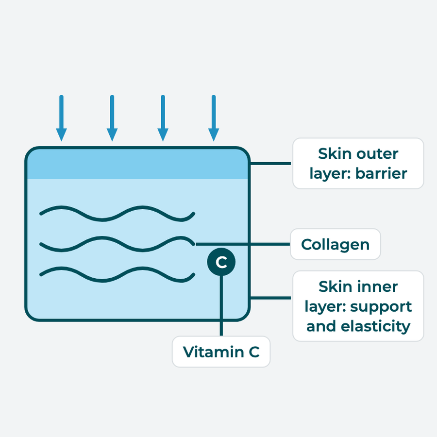 Flat diagram: Skin divided into two layers, with the outer layer acting as a barrier against the outside and the inner layer's collagen fibres labelled with vitamin C.
