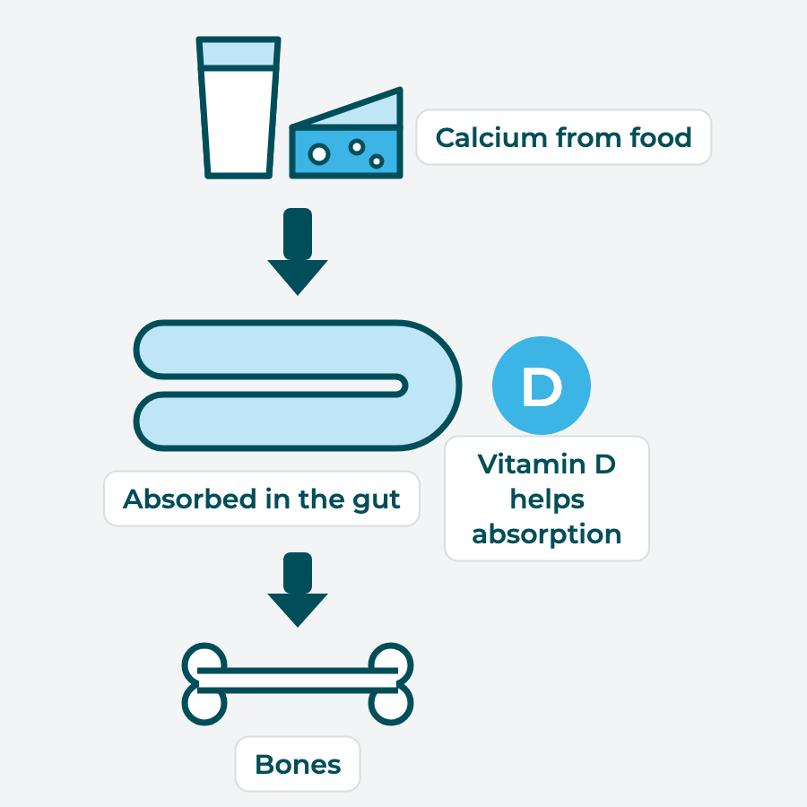 Flat diagram: Calcium from food is absorbed through the intestines and delivered to the bones, with