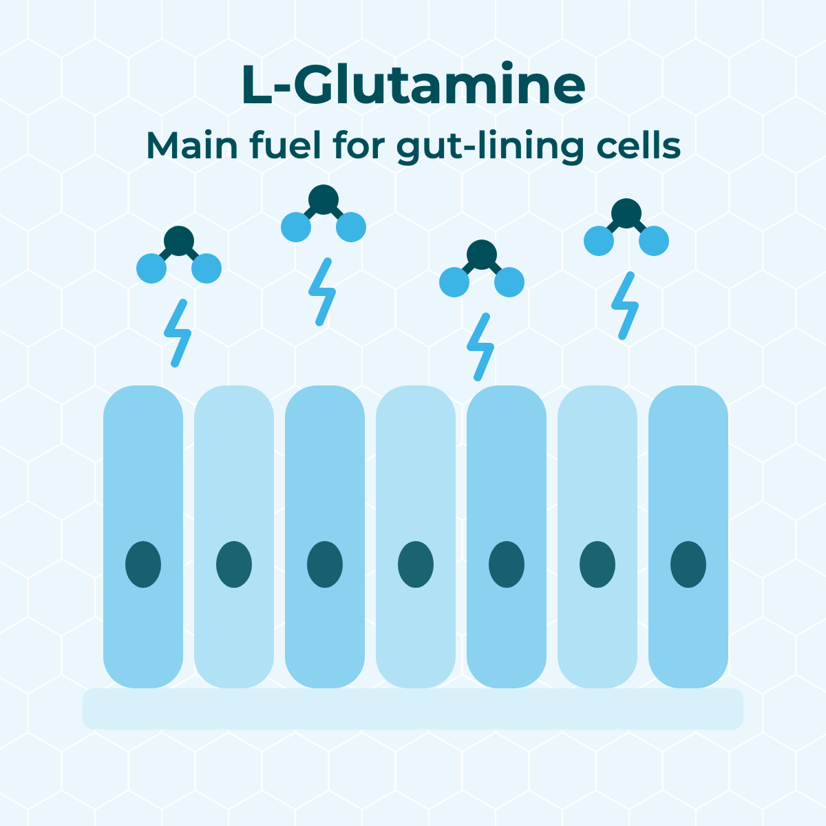 Illustration: a row of gut-lining cells, with glutamine powering them like a battery