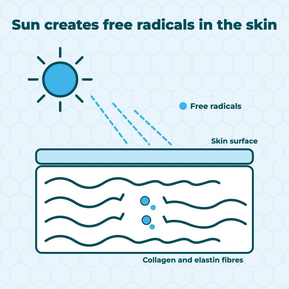 Diagram illustrating sunlight reaching the skin, generating free radicals that break down collagen fibres.