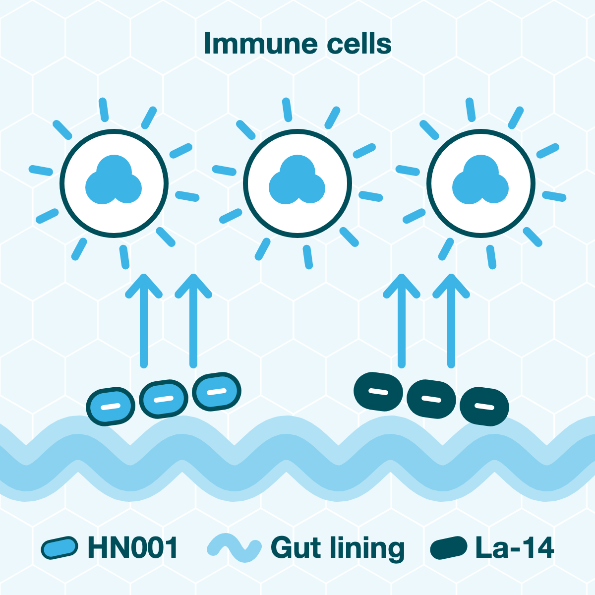 Diagram: Two Lactobacillus strains, HN001 and La-14, on the intestinal wall, with arrows pointing to three activated immune cells above