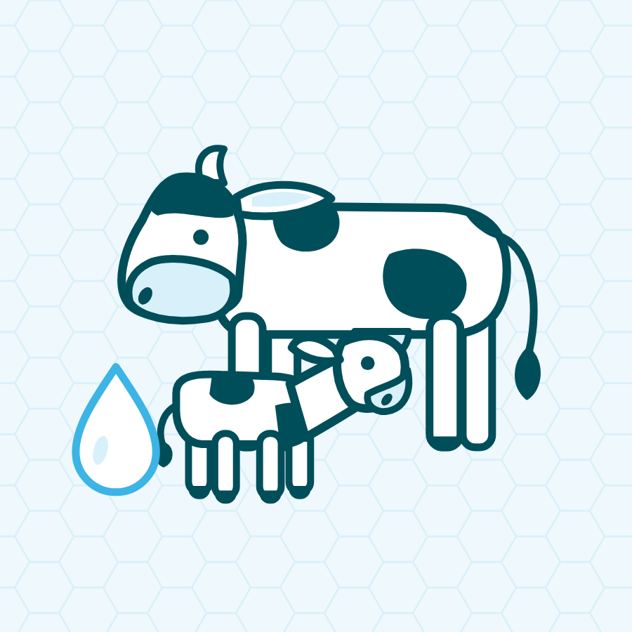 Cow colostrum