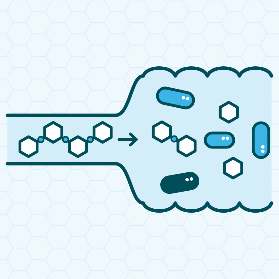 Diagram: a chain of prebiotics stays whole as it passes through a narrow tube (stomach and small intestine), then good bacteria in a wider tube (large intestine) break it into small pieces
