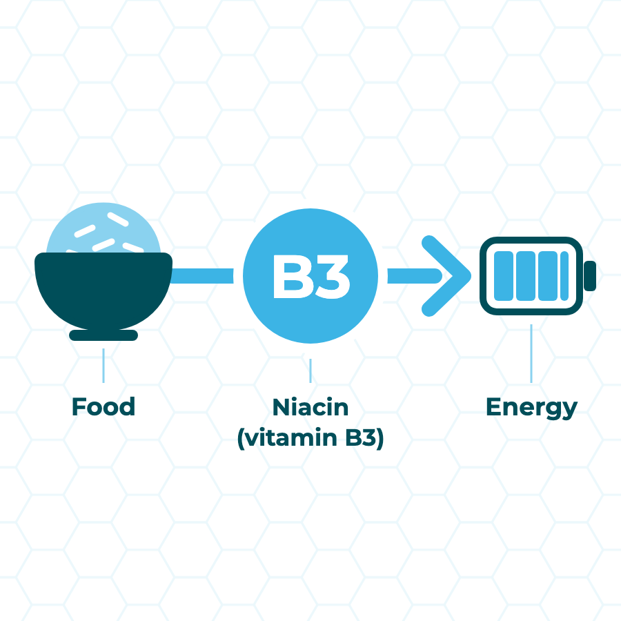 Flat diagram: Niacin is involved in turning consumed food into energy used by the body.