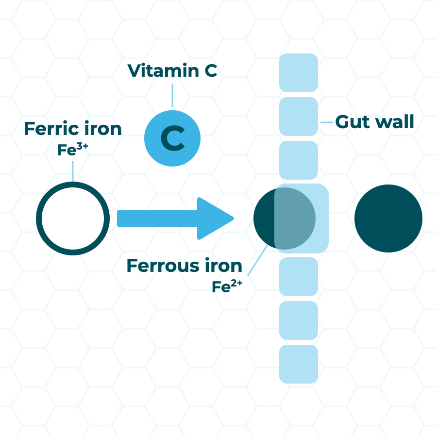 Flat diagram: Vitamin C converts iron from one form to another before it crosses the gut wall.