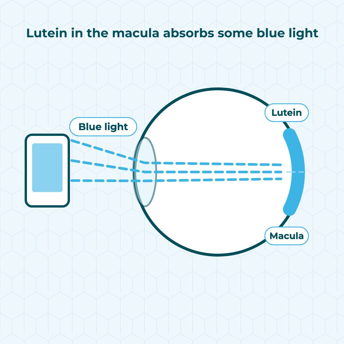 Diagram of an eye cross-section: blue light enters the eye, and a layer of lutein pigment in the macula absorbs part of the blue light.