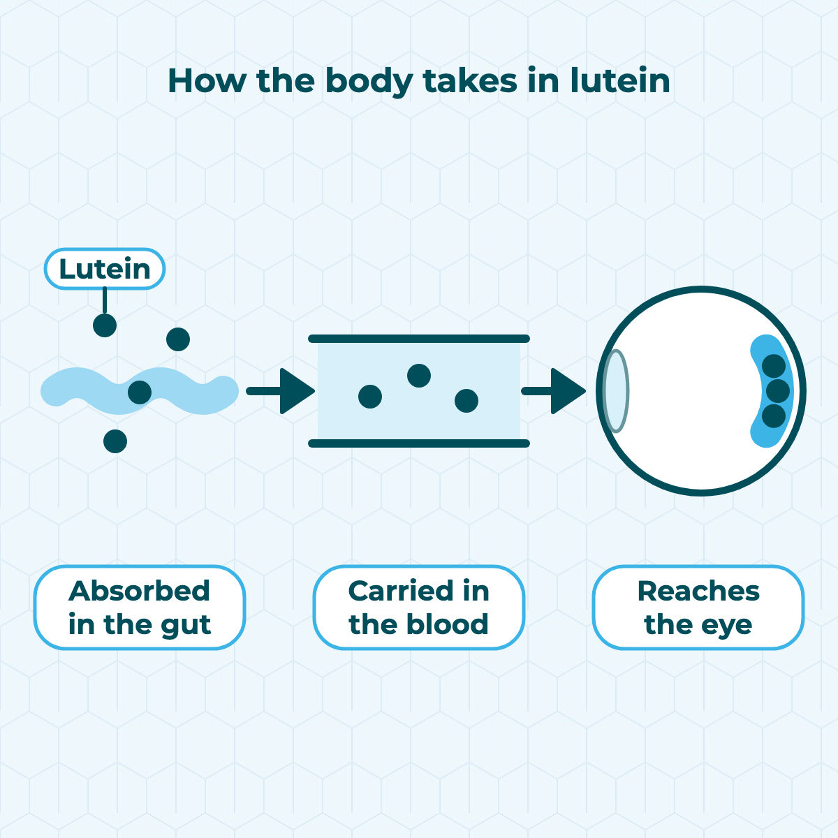 Diagram showing lutein being absorbed in the gut into the bloodstream, and travelling to the eyes.