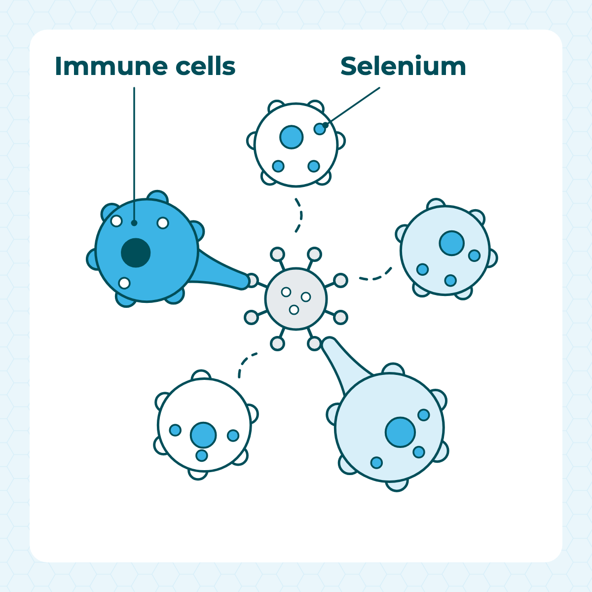 Several types of immune cells participating together in a defence response.