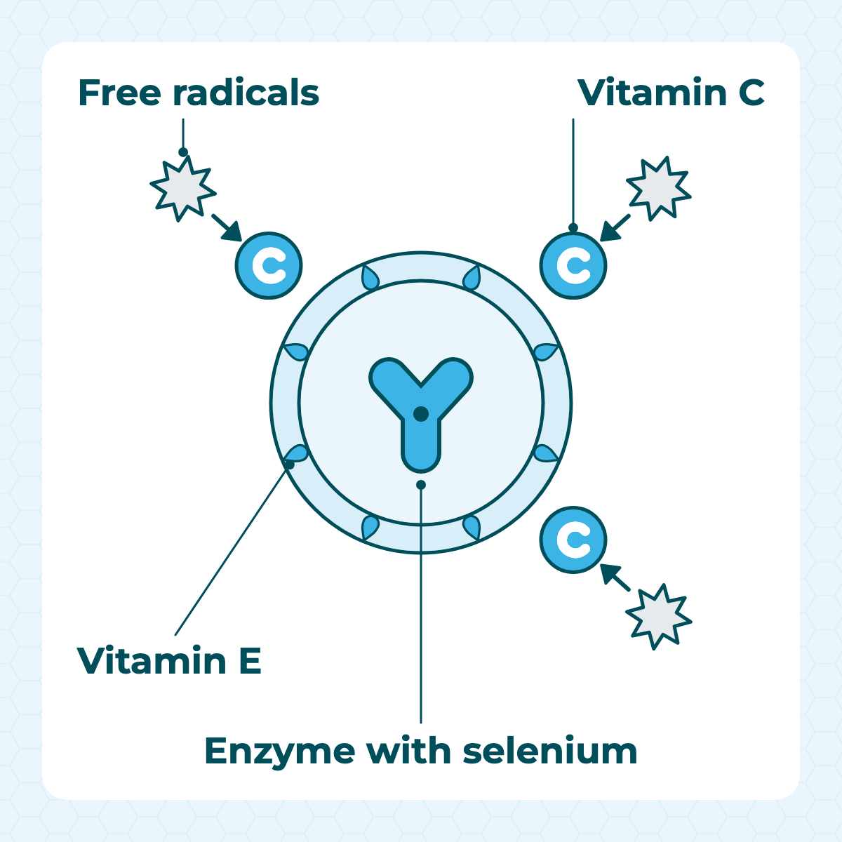 Flat diagram: vitamin C helps clear free radicals, vitamin E guards the cell membrane, and selenium contributes to the body's own antioxidant enzymes
