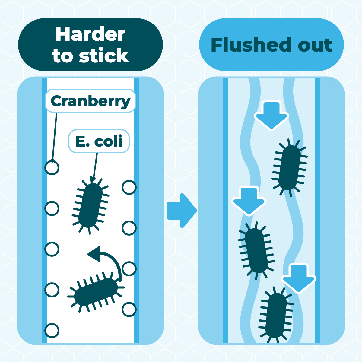 Flat schematic diagram: E. coli struggles to adhere to the urinary tract wall and is flushed away with urine